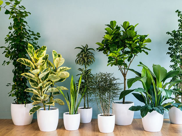 Ornamental<br>Plants