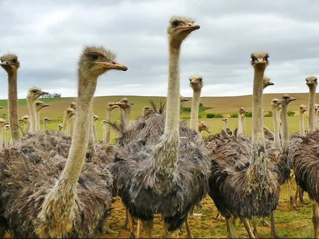 Livestock Production